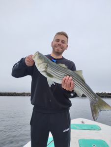 Striped Bass caught while fishing in Melbourne