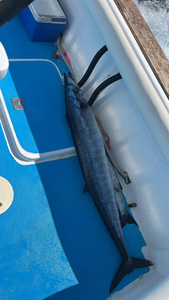 A single fishing rod in the water at Dominicus