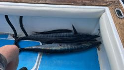 Two wahoo fish caught during a fishing trip in Dominicus