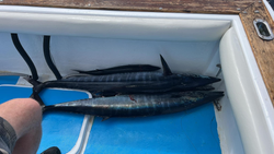 Two Wahoo fish caught in Dominicus