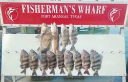 Unforgettable fishing trips for Sheepshead await.
