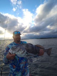 Angler with a huge black drum fish in TX