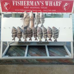 13 Sheepshead, Black Drum, and Redfish caught in TX