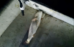 Fishing in TX