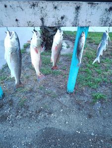 Five redfish caught in Rockport