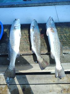 Spotted Weakfish caught in Rockport