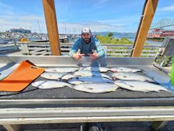 Four pink salmon caught fishing in Astoria