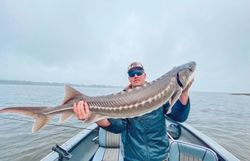 Angler catches a large white sturgeon in the state of Oregon