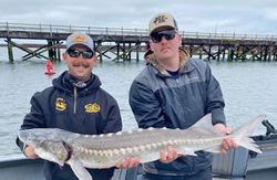 Massive white sturgeon fishing catch in Astoria