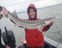 Photo of a 30-inch white sturgeon fish caught while fishing in Oregon