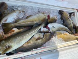 Three fishing rods at Hyannis beach
