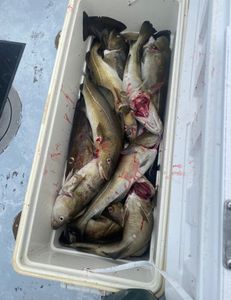 Three fishing rods with an ocean view in Hyannis