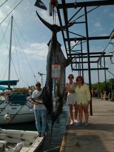 Blue Marlin caught during fishing in Kailua-Kona