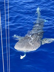 Great fishing trip in HI