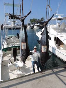 Two Blue Marlin fish caught in Kailua-Kona, Hawaii