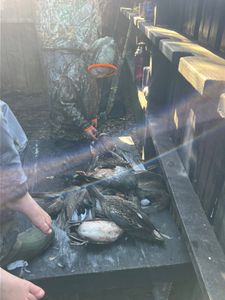Fish-Species