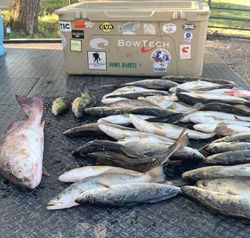 Two small fish caught in LA