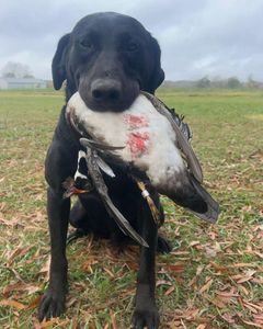 Scenic view of LA landscape