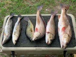 Redfish, Spotted Weakfish, and Redfish caught in Marksville