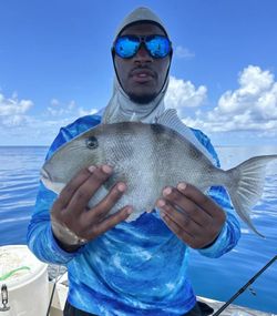 Grey Triggerfish in Florida Waters