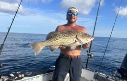 Ultimate Florida Grouper Fish