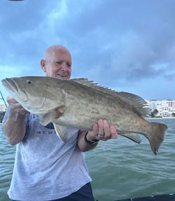 Optimal Florida grouper season trips