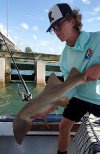 Bonnethead shark caught while fishing in FL