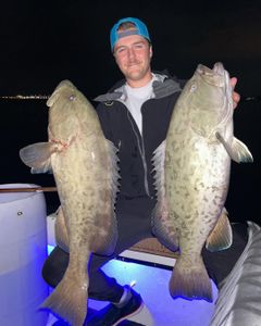 Two gag grouper fish caught in FL