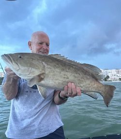 Gag Grouper, 30 inch fish caught while fishing in FL