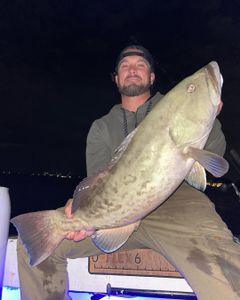 Gag grouper caught fishing in FL