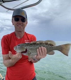 Gag grouper fish caught by angler in St. Petersburg