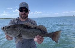 Gag grouper caught fishing in St. Petersburg