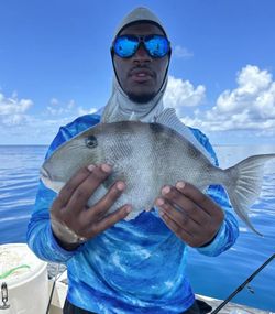 Grey Triggerfish caught fishing in FL