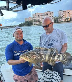 Orange-spotted grouper fish caught in St. Petersburg