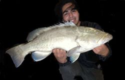 Potato grouper caught while fishing in FL
