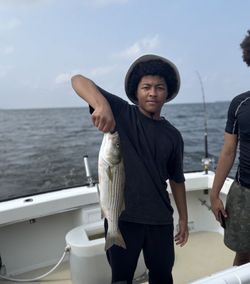 Striped bass caught while fishing in St. Petersburg