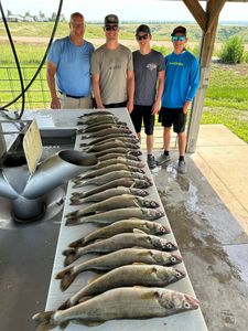 Four grey triggerfish caught in SD