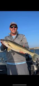 Pike-Perch fish caught in Pierre