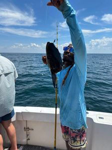 Solid cobia catch offshore fishing action