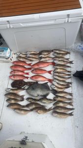 Loaded mixed catch red snapper triggerfish and grunt fishing haul