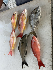 Six black drum fish caught in FL
