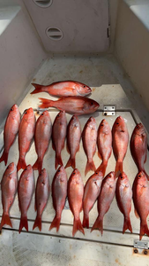 18 fish caught in FL while fishing
