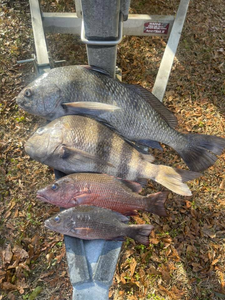 Three black drum and mangrove red snapper fish caught in Pensacola