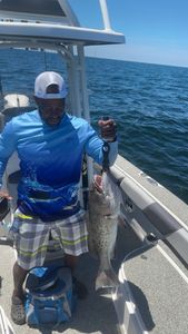 Fishing for a gag grouper fish in FL