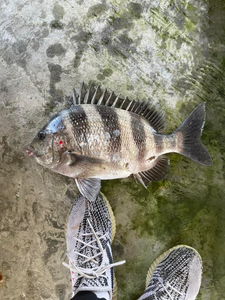 Sheepshead fish caught in FL