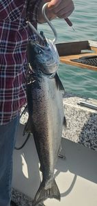 Cast into Lake Ontario's Riches, Salmon Fishing