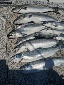 5 Chinook Salmon caught while fishing in Olcott
