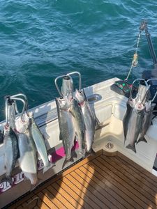 6 fish caught fishing in NY