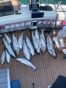 8 Chinook Salmon and Rainbow Trout fish caught in Olcott