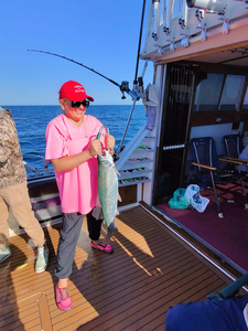 Nice pink salmon landed using deep sea trolling in clear conditions at Olcott NY.
